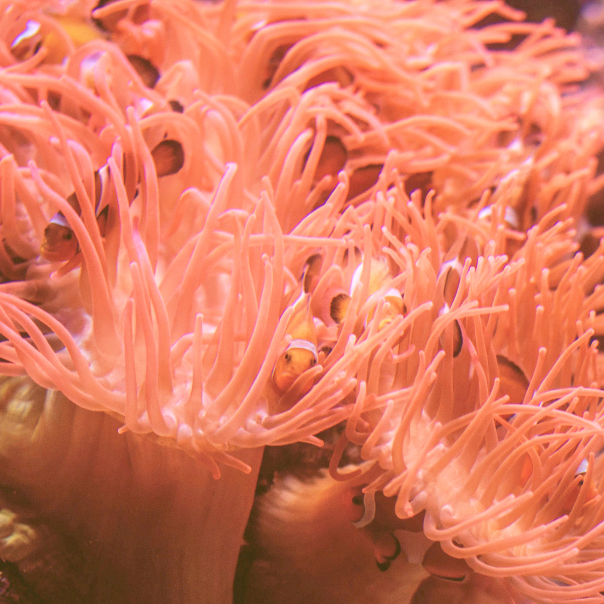 Bright Coral