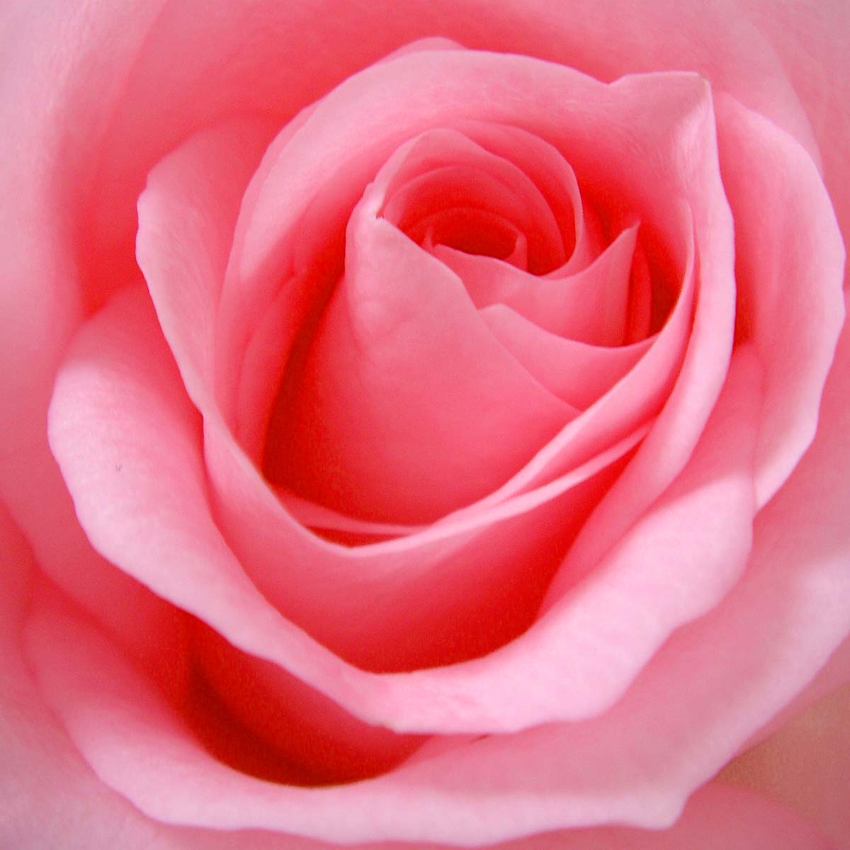 Bubblegum Pink