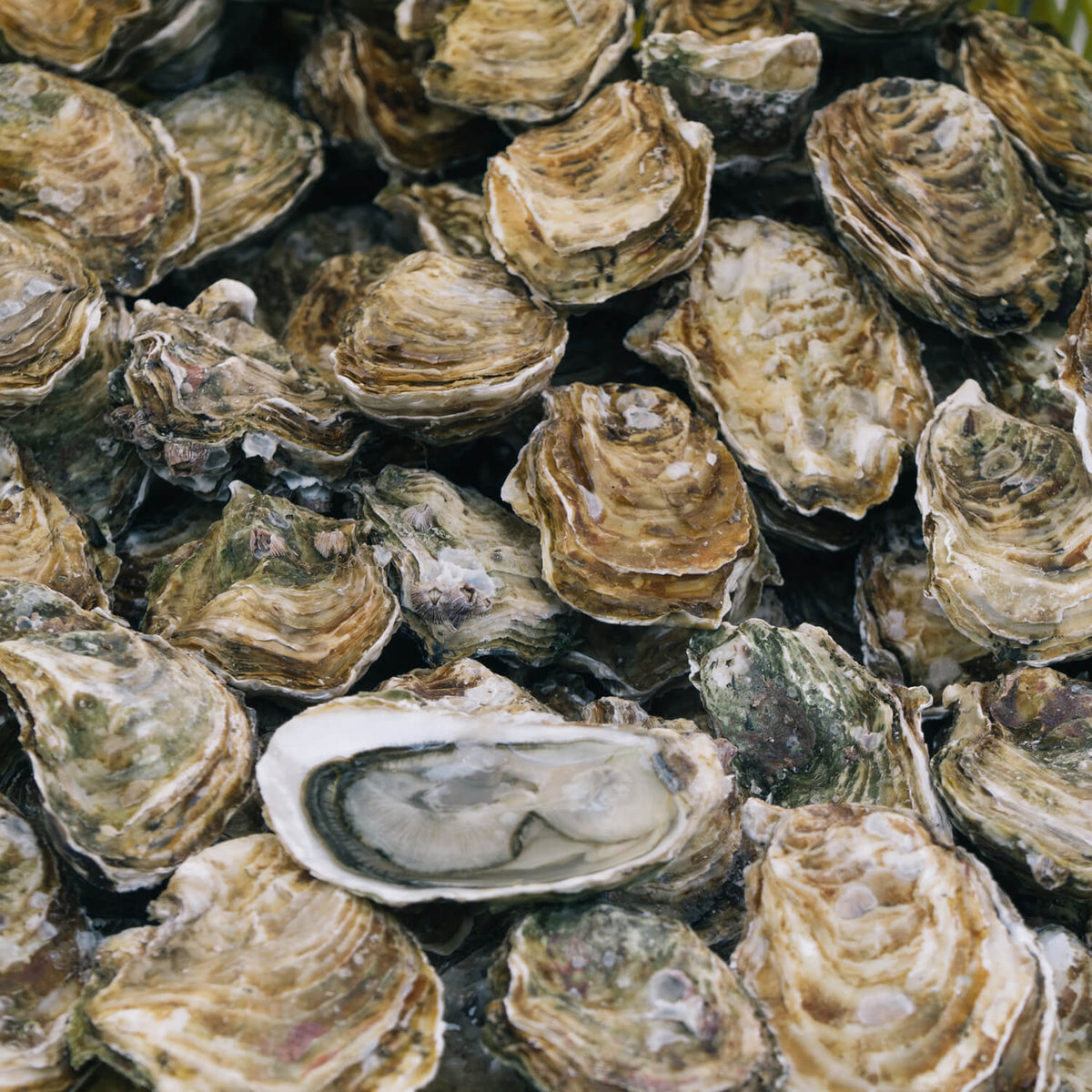 Oyster Grey